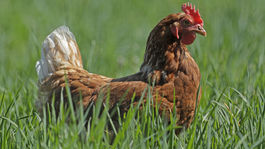 Falošné označovanie pôvodu hydiny? Pozor, prípadov je zrejme viac, varujú hydinári