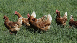 Agrorezort poskytol chovateľom hydiny v roku 2020 pomoc 3,5 milióna eur