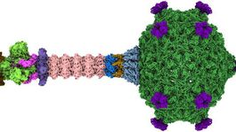 Zo zabijaka poštár. Brnianski vedci popísali štruktúru skroteného vírusu