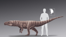 Dvojnohý krokodíl sa možno pretekal v zbrojení