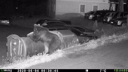 Mladý medveď v Liptove chodieva večerať k bytovkám