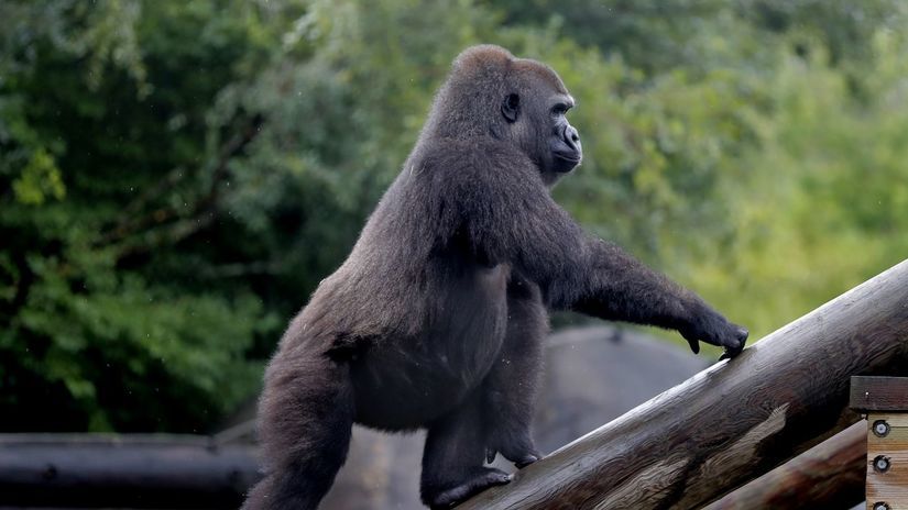 Pregnant Endangered Gorilla