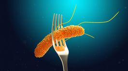 Vyhnite sa salmonelóze