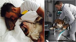 Hamilton spravil vegána už aj zo svojho buldoga. Odborníčka krúti hlavou