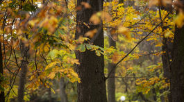 Minister Mičovský podporuje rozhodnutie vedenia štátneho podniku Lesy SR vypovedať rámcové kúpne zmluvy na drevnú hmotu