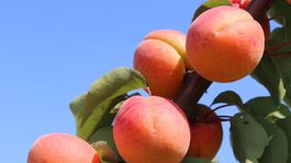 Ceny marhúľ a broskýň lámu rekordy