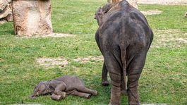 Údolie slonov a sloníčat? V Prahe!