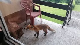 Odvážna líška v Tatrách. Je možné vyliečiť besnotu? Nie!