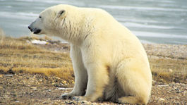 Ak stratíme hlucháňa, stratíme lesy. Ak medveďa bieleho, prehráme všetko?