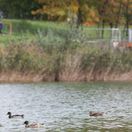 divé kačky kačice jazero rybník