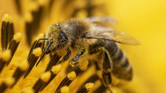 Tatranskí lesníci začali s vlastným chovom včiel