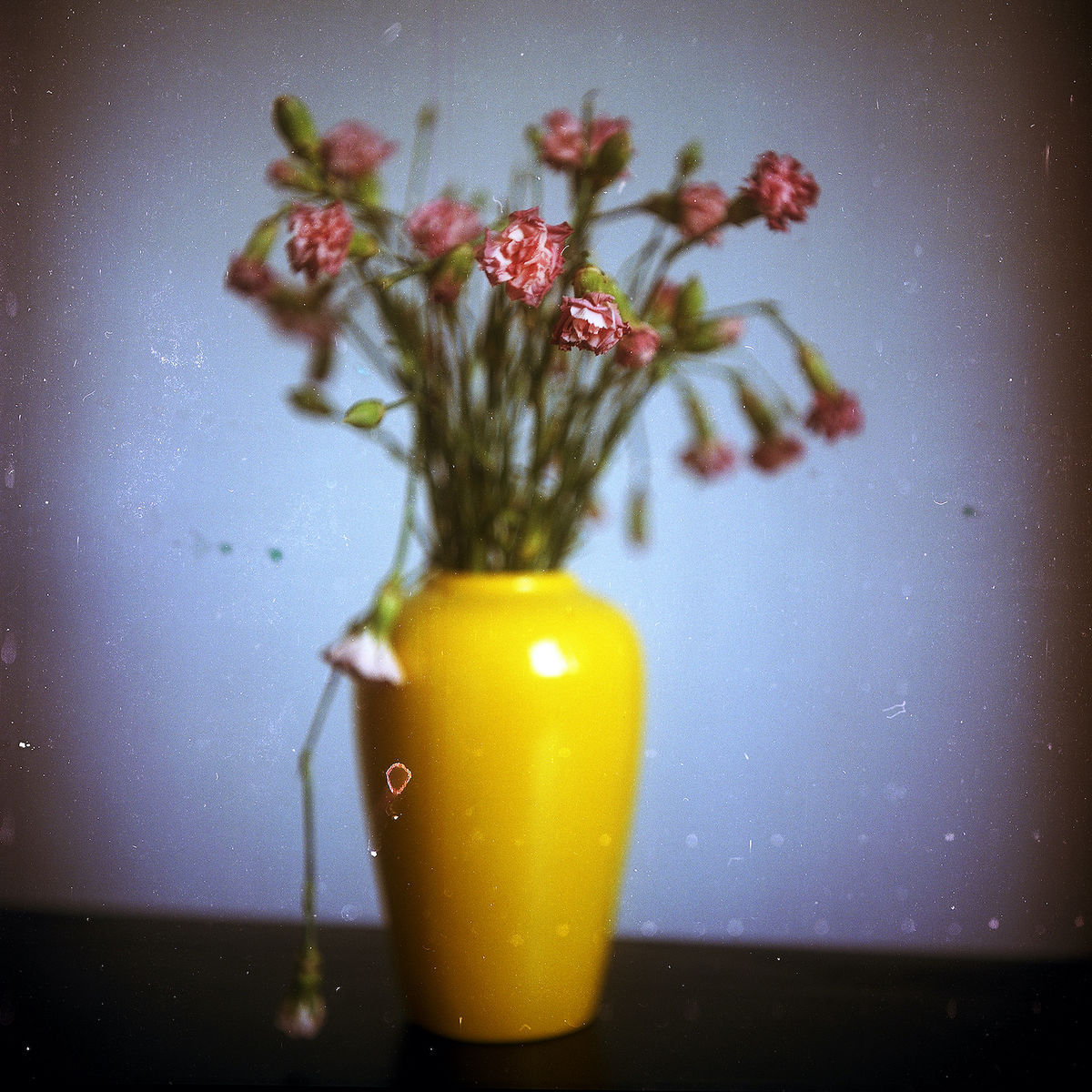 Barbora Haviarova, zo série Flowers (2017)