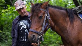 Tvrdohlavé kone zachránili vlka