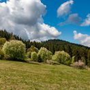 les, lúka, jar, Kysuce, Korňa, príroda, Slovensko