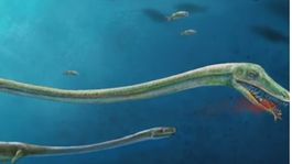 Paleontológovia odhalili záhadu bizarného dlhokrkého plaza