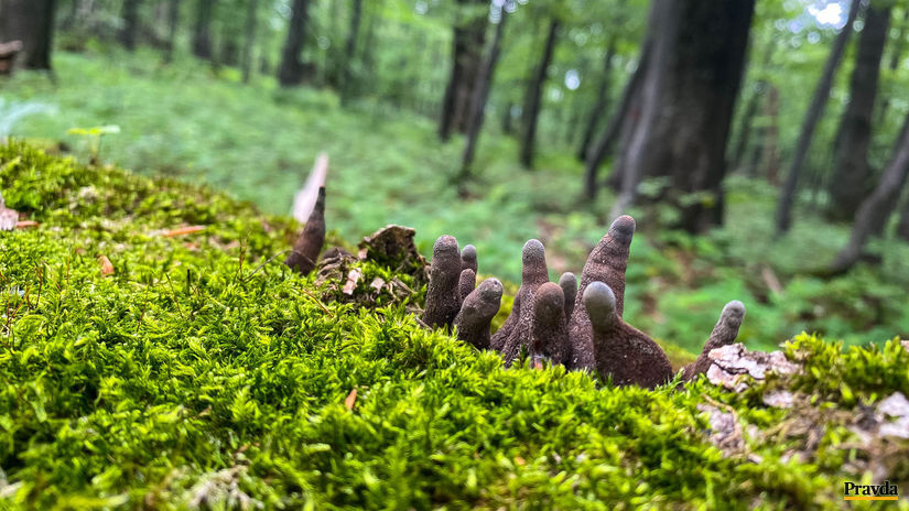 Na popadaných kmeňoch sa živia huby.