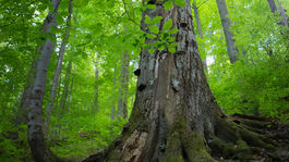 Lesníci chcú z plánu obnovy vypustiť kapitolu o zmene klímy