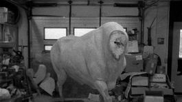 Festival Cinematik naznačí, že človek nie je jediný živočích