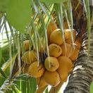kokos, kokosový orech, palma