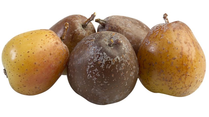 Jarabina oskorušová, jednoducho, oskoruša.