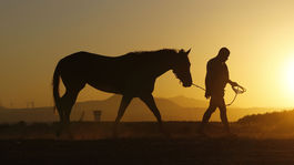 kôň, Cyprus, farma
