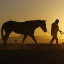 kôň, Cyprus, farma