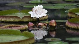 Tento rok slávne lekno v Piešťanoch neprežilo