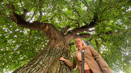 Stínanie kráľov: Slovensko je krajinou starých stromov