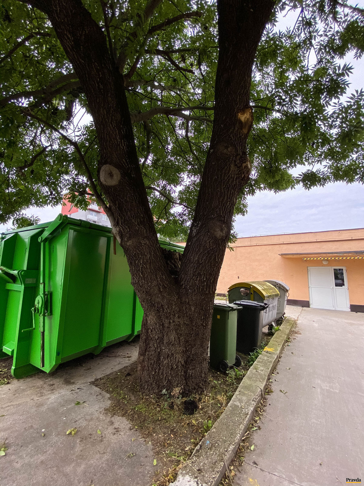 Zadusený jaseň v Senici.