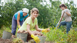 Zemiaky je pre slabú podporu štátu výhodnejšie doviezť ako doma pestovať