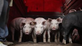 Mičovský vyhlásil druhú prasaciu amnestiu. Potrvá do polovice júna