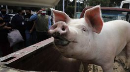 Na dolnom Zemplíne výrazne pribudlo chovov ošípaných