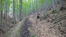 Lesné cesty. Vedú k záhube alebo k životu?