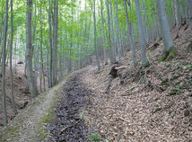 Štefan Vaľo, lesná cesta, odvodnenie, les