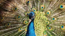 O symbole Piešťan: Keď ma baví chovať pávy