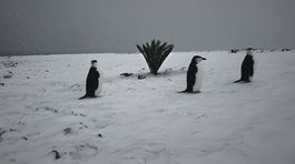 FREM Viery Čákanyovej môžete vidieť exkluzívne on-line