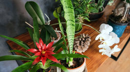 Kvety dotvoria bývanie. A niektoré pohlcujú škodliviny