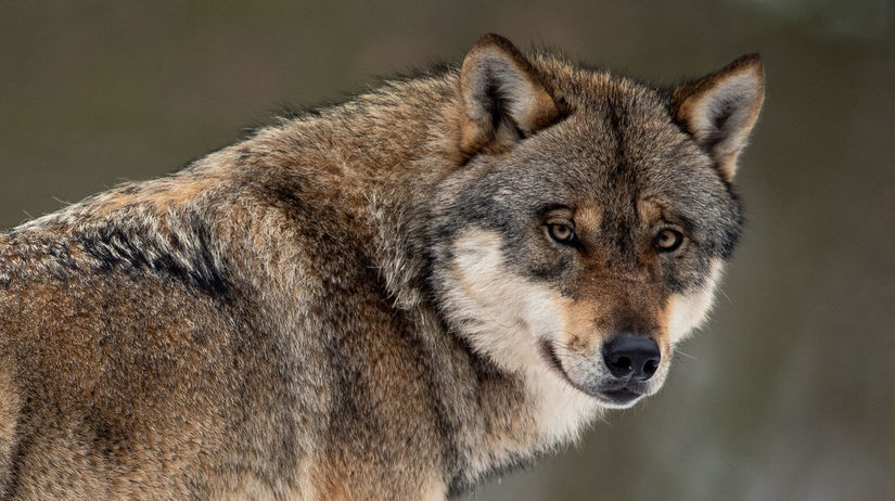 Vlk dravý / Canis lupus /