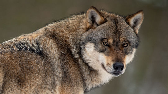 Francúzska vláda zjednodušila pravidlá na odstrel vlkov útočiacich na stáda