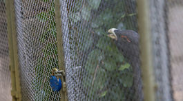 S hlucháňom zomiera pravda