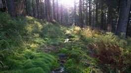 Slovensko je podielom plochy siedmou najzalesnenejšou krajinu EÚ