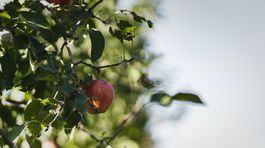Slovenské jablká majú dlhú históriu. Jeme ich však čoraz menej.