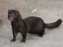 American Mink