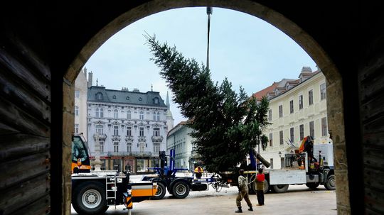 V centre Bratislavy už stoja vianočné stromy