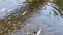 Zamestnanec čističky, ktorú vyšetrujú pre možnú kontamináciu rieky Bečva, mal spáchať samovraždu