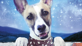 Gump - pes, ktorý naučil ľudí žiť. Nová kniha pre malých aj veľkých