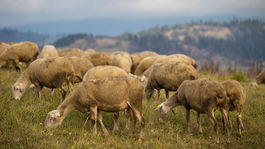 Čo zachráni ovce? Viac zastrelených vlkov alebo väčšia podpora ovčiarstva?