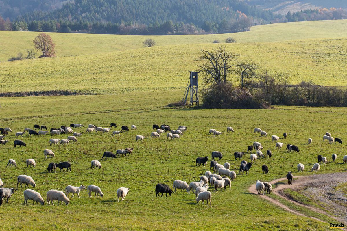 Aj krajinu Podpoľania vyformovali ovce.