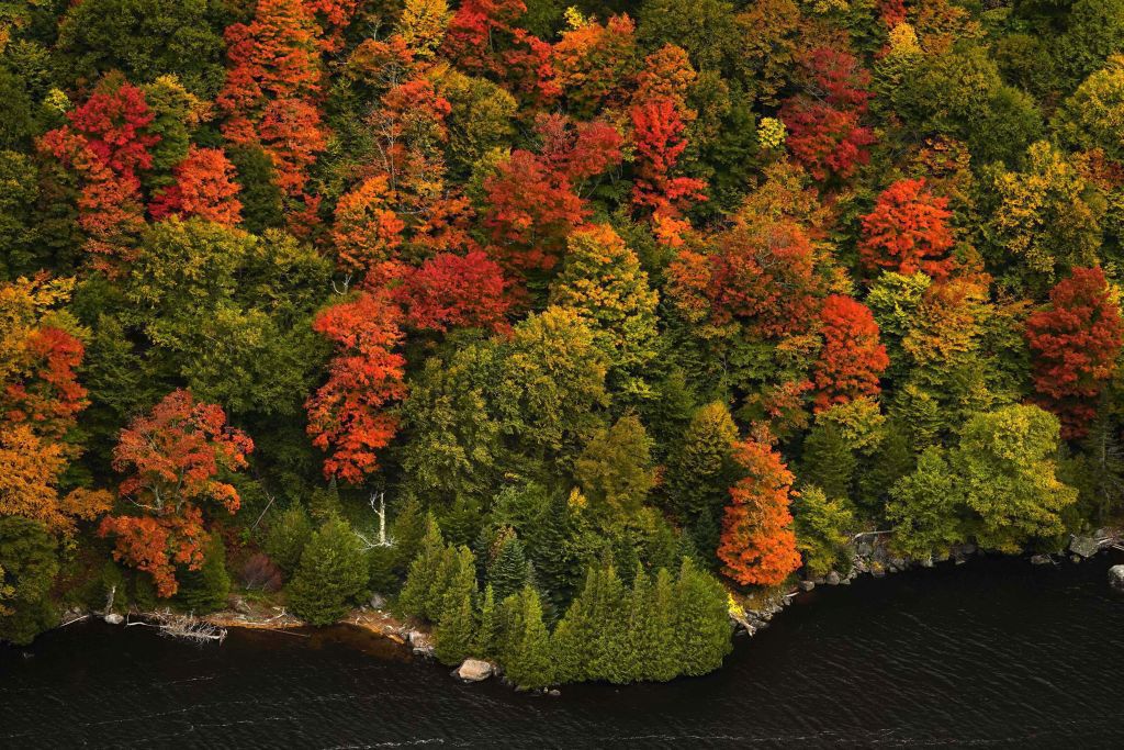 Adirondack, les, príroda, stromy, jeseň, rieka