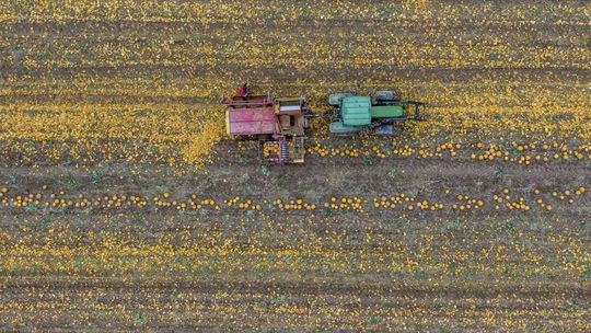 Menej pesticídov, viac odolnosti: EÚ otvára dvere modernej genetike plodín